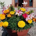 Alojamento de Turismo Rural San Silvestro *