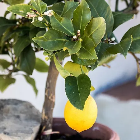 Vakantieboerderij San Silvestro *