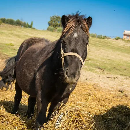 Vakantieboerderij San Silvestro