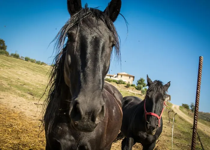 ファームステイ San Silvestro *