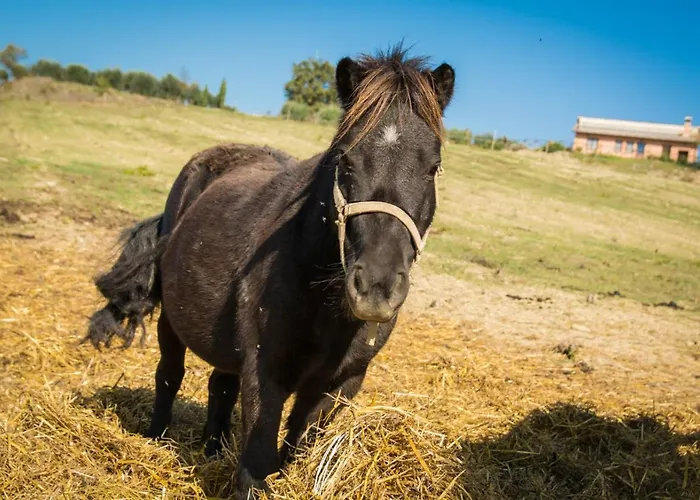 ファームステイ San Silvestro